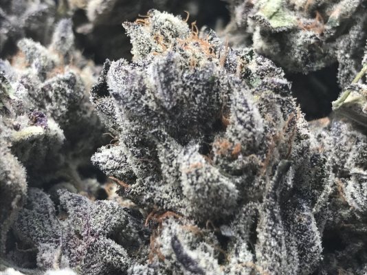 Cherry Creampie by Exotic Genetics