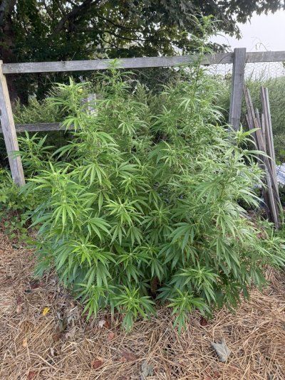 2025 outdoor grows! Let’s see em!