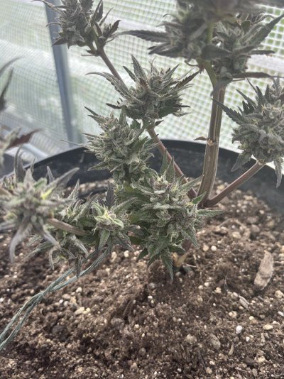 first-time-grow-need-help-with-milky-pistils-still-showing-4.jpeg