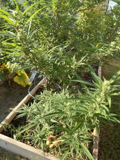 2025 Grow