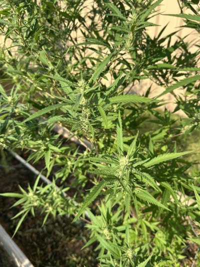 2025 Grow