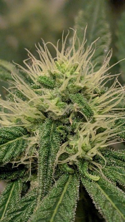 2x2 RDWC #4: Test with Bag Seed