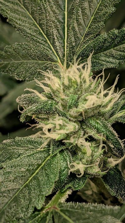 2x2 RDWC #4: Test with Bag Seed