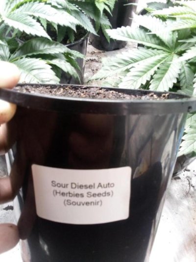 sour-diesel-auto-herbies-seeds-3.jpg