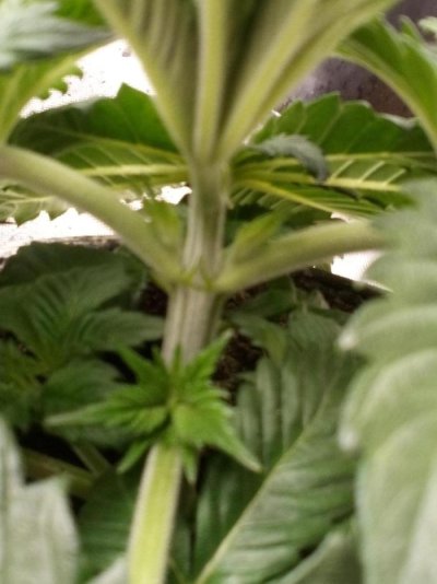 schnappleberry-kiwi-bred-organically-grown-3.jpg