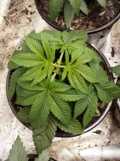 og-kush-fast-version-egs-kiwi-organic-grow-2.jpg