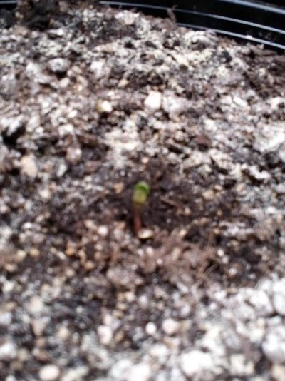 choco-thai-auto-herbies-seeds-kiwi-organic-grow.jpg