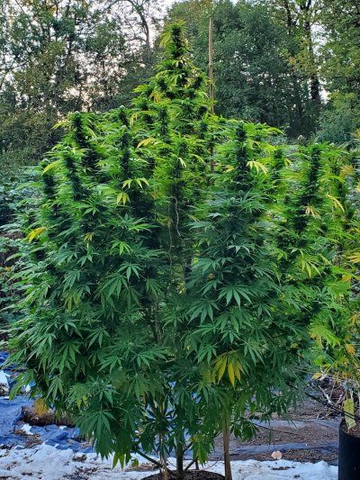 2025 outdoor grows! Let’s see em!