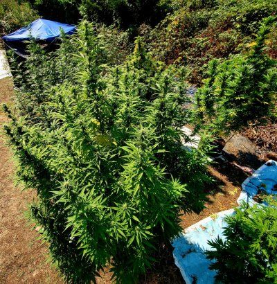 2025 outdoor grows! Let’s see em!