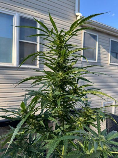 Tumble stumbles upon a Spider Farmer clip on fan.. Growing Blue Cheese, North Thunderfuck, Cali Blues, and Bruce Banner #2