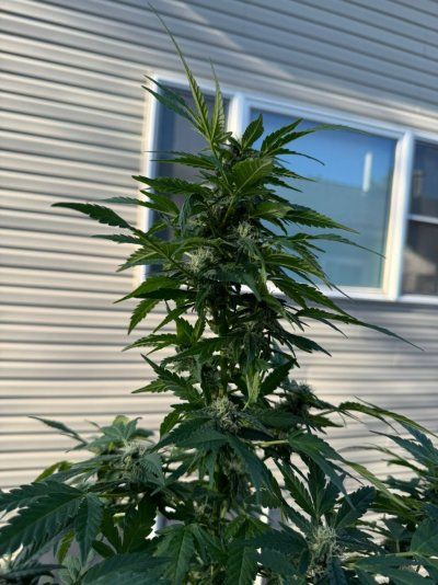 Tumble stumbles upon a Spider Farmer clip on fan.. Growing Blue Cheese, North Thunderfuck, Cali Blues, and Bruce Banner #2