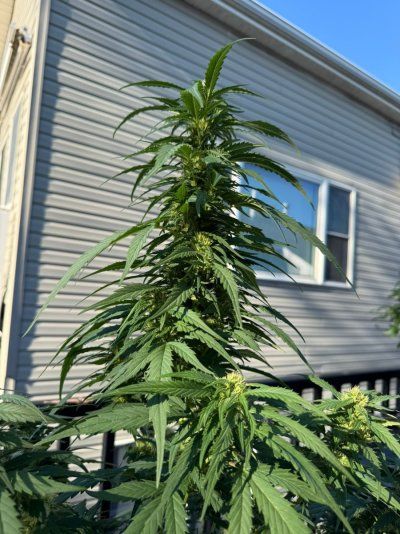 Tumble stumbles upon a Spider Farmer clip on fan.. Growing Blue Cheese, North Thunderfuck, Cali Blues, and Bruce Banner #2