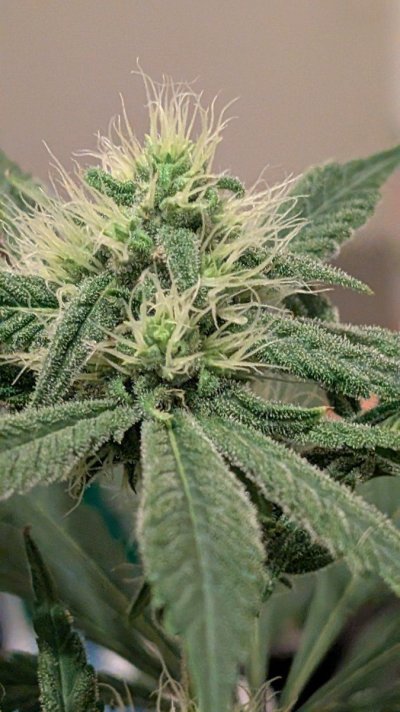 2x2 RDWC #4: Test with Bag Seed