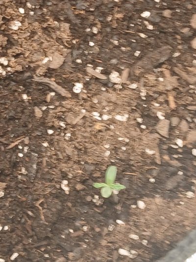Newest grower #help me with a succesful harvest