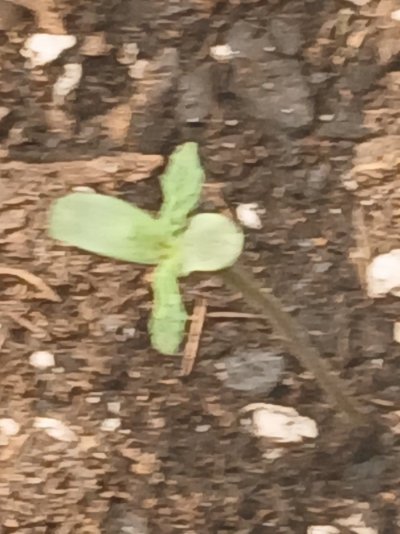 My name is tommy c this is my first ever grow i need advice and help to have a succesful grow any help