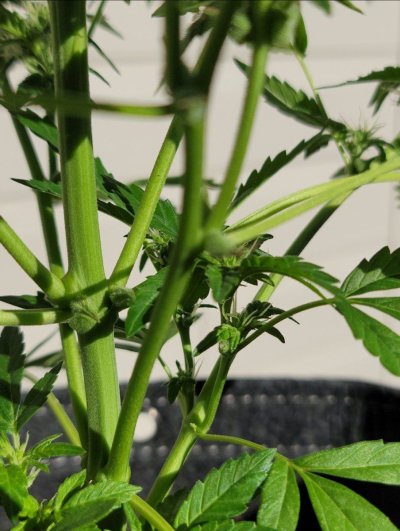 my-feminized-autoflowers-are-growing-pollen-sacs.jpg