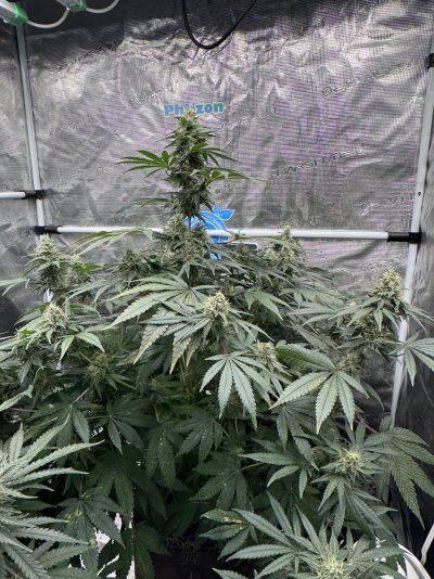 Phlizon FD4500 Grow and Show