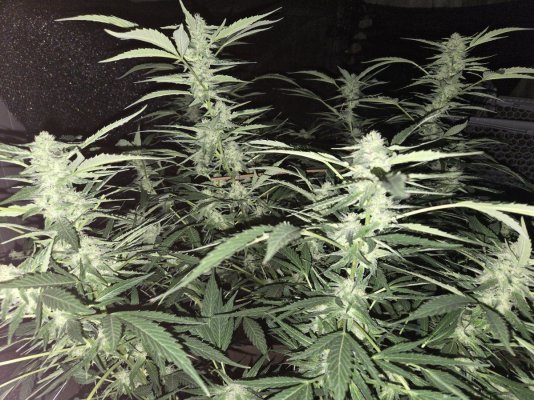 TGR’s High Elevation Grow Journey