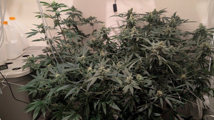 2x2 RDWC #4: Test with Bag Seed