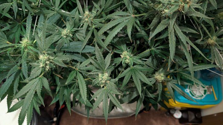 2x2 RDWC #4: Test with Bag Seed