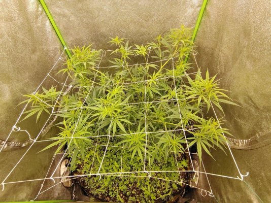 Multiple cycle living soil issue.