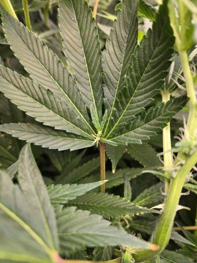 Big Al’s 2025 season indoor/outdoor grow in misery