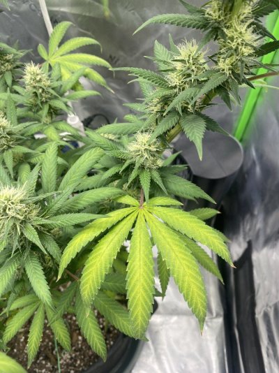 Just going into week 4 of flower and she is starting to yellow