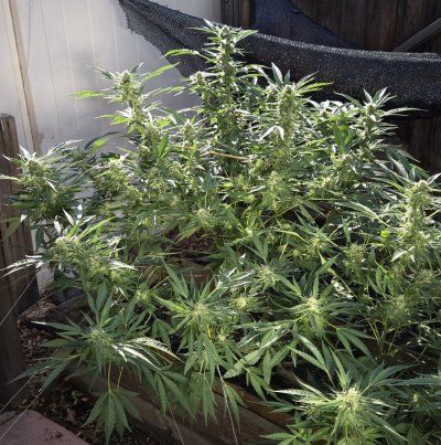 2025 outdoor grows! Let’s see em!