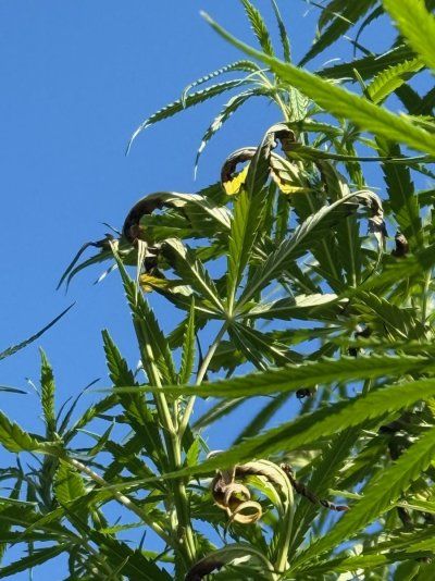Leaves at very top of outdoor Golden Tiger shriveling and dying
