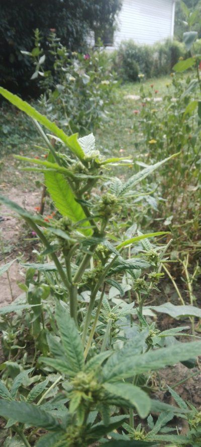 buds not growing bigger; staying small