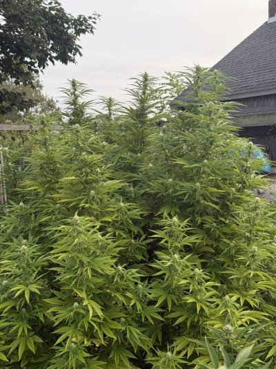 2025 outdoor grows! Let’s see em!
