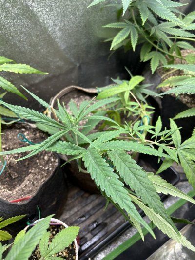 THE TRAINWRECK. Brought to you by thcfarrmer…..