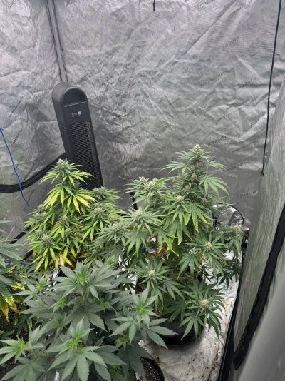 IMG_0801.jpeg