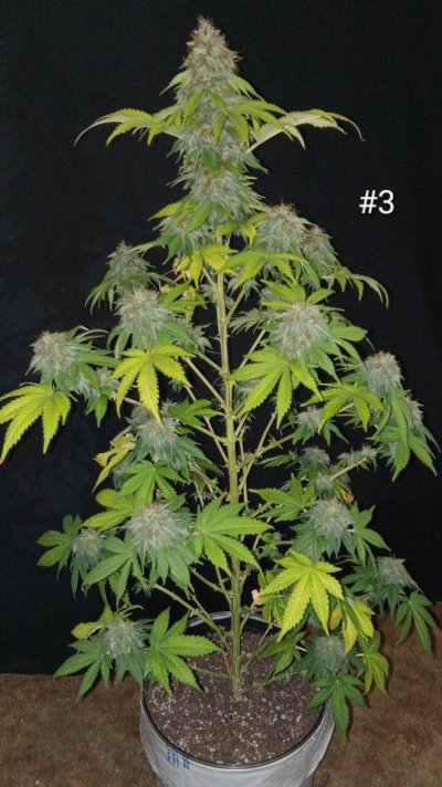30 years since i was able to grow some weeds. i am now the proud parent of some beautiful girls....  :  )(  :