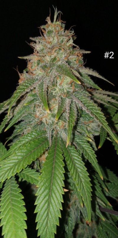 30 years since i was able to grow some weeds. i am now the proud parent of some beautiful girls....  :  )(  :