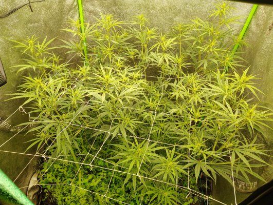 Multiple cycle living soil issue.