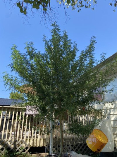 Big Al’s 2025 season indoor/outdoor grow in misery
