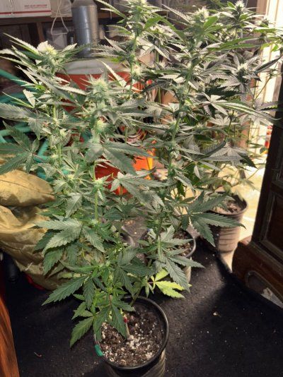 IMG_3230.jpeg