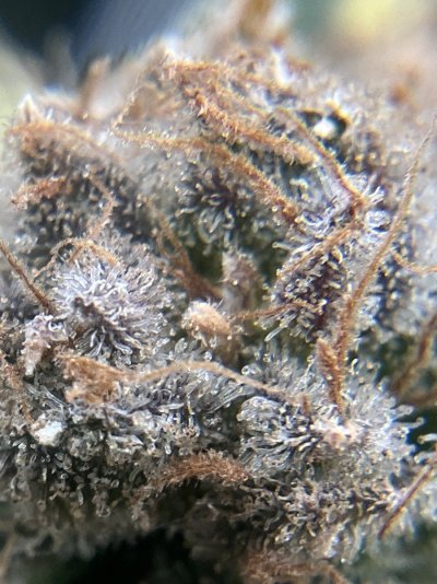 Am I ready to harvest?