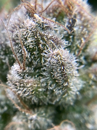 Am I ready to harvest?