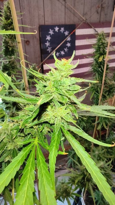 2025 outdoor grows! Let’s see em!