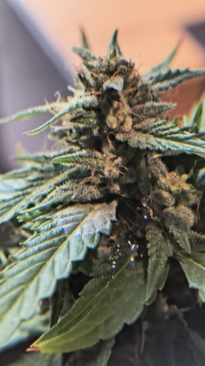 2025 outdoor grows! Let’s see em!