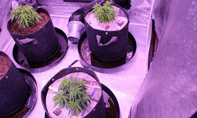 Grow Wk 8  04.jpg
