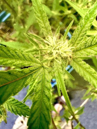 my-exciting-first-grow-2025-5.jpeg