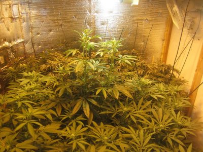 Larry OG Cali Connection