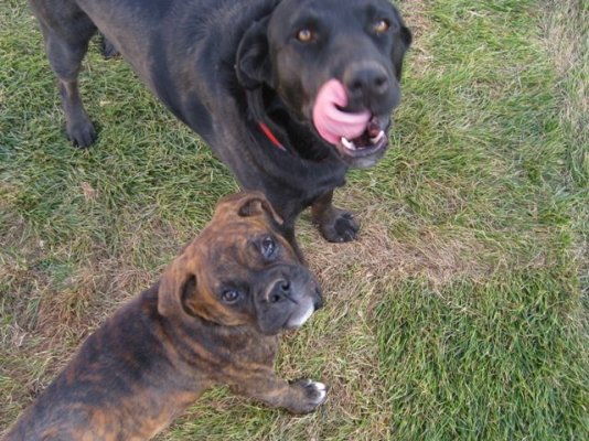 Oakley and Abbey web.jpg