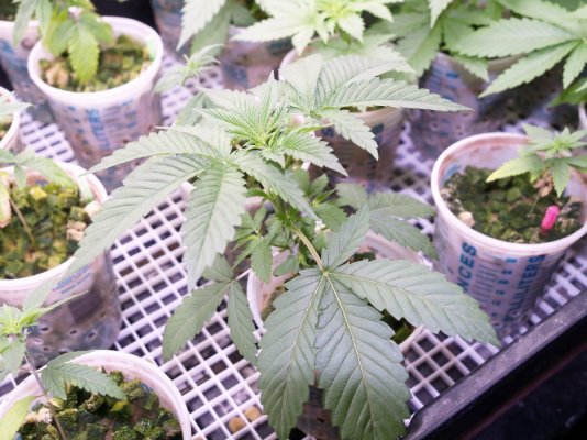 Need experienced wifi growers please.