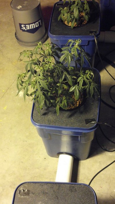 6xl veg to  ucpro flower