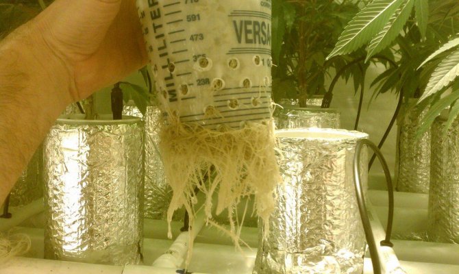 MYTH: more roots= better yield