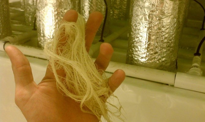 MYTH: more roots= better yield